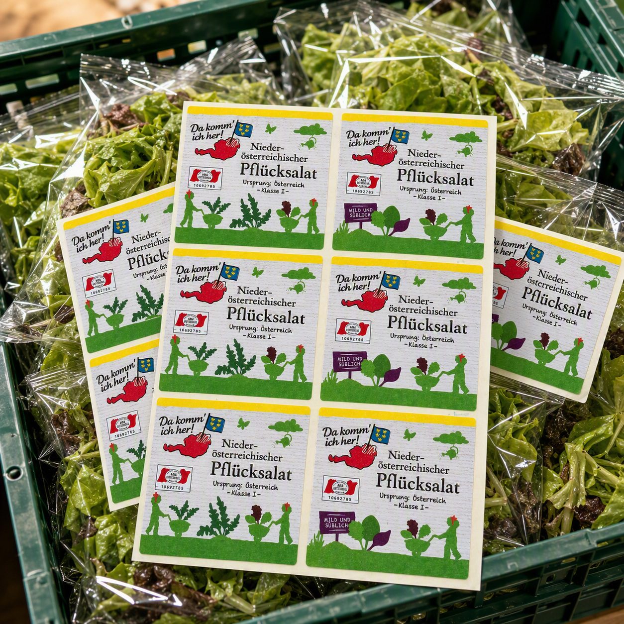 Pflücksalat
